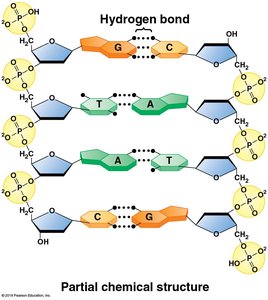 Hydrogen bonding between base pairs in DNA