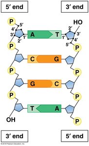 Antiparallel DNA strands with 5' and 3' ends