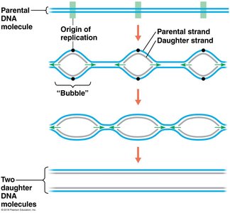 Origin of replication and replication bubbles
