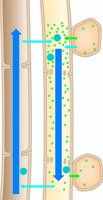 Diagram showing water movement in xylem via cohesion and adhesion