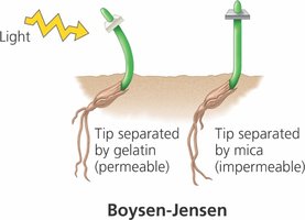 Boysen-Jensen phototropism experiment