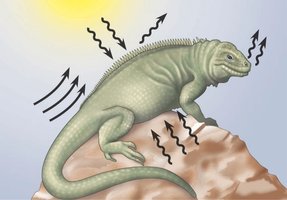 Lizard showing heat exchange mechanisms