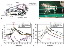 Experimental data showing temperature regulation in horses during exercise