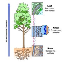 Diagram of water potential gradient in a tree, showing root uptake, xylem cohesion and adhesion, and leaf evaporation