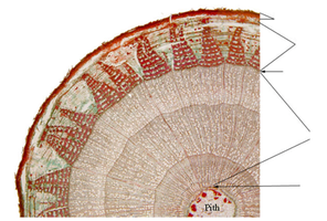 Labeled cross-section of tree stem showing periderm, phloem, vascular cambium, secondary xylem, primary xylem, and pith