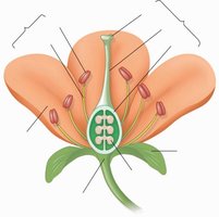 Diagram of flower structure with labeled parts