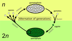 Diagram of alternation of generations in plants