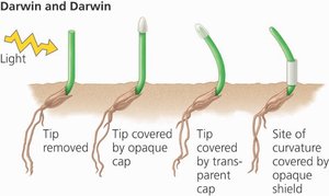 Darwin and Darwin phototropism experiment