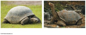 Galápagos tortoises with different shell shapes