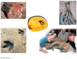 Various fossil types