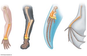 Homologous limb structures in vertebrates