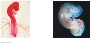 Comparative embryology: chicken and human embryos