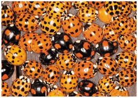 Variation in ladybug shell patterns