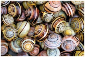 Variation in snail shell patterns