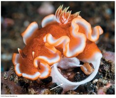 Nudibranch laying eggs