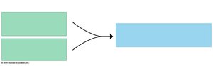 Diagram of natural selection process