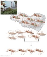 Evolution of pesticide resistance in insects