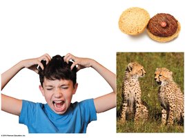 Examples of evolution: human parasites, cheetahs, and artificial selection