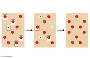 Genetic drift in plant populations