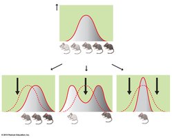 Modes of selection: directional, disruptive, stabilizing