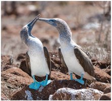 Blue-footed boobies and sexual selection