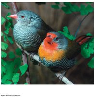 Sexual dimorphism in finches