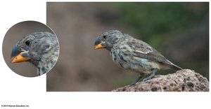 Galápagos finch beak depth