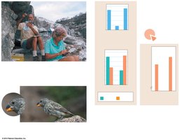 Research on finch beak depth and environmental change