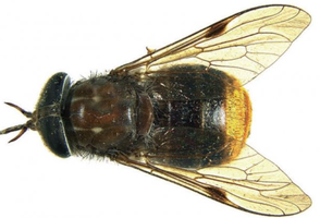 Fly species example