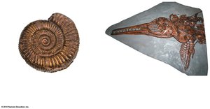 Ammonite and ichthyosaur fossils