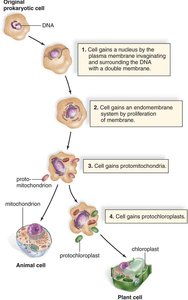 Endosymbiotic theory for the origin of eukaryotic cells