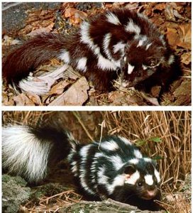 Eastern and Western spotted skunks as an example of reproductive isolation