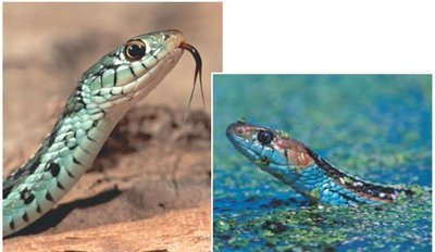 Two species of garter snake as an example of habitat isolation
