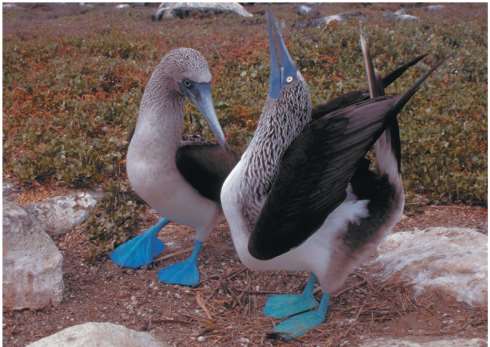 Blue-footed booby courtship as an example of behavioral isolation