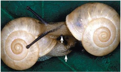 Two incompatible snail species as an example of mechanical isolation