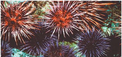 Egg and sperm from different sea urchins unable to fuse (gametic isolation)
