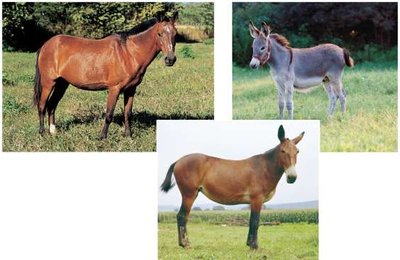 Horse, donkey, and mule as an example of postzygotic isolation