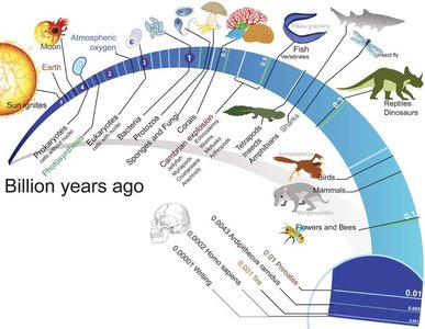 Timeline of vertebrate evolution