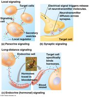 Types of cell signaling: paracrine, synaptic, and endocrine