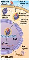 Intracellular receptor mechanism: hormone-receptor complex and gene expression