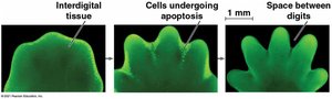 Apoptosis in development: removal of interdigital tissue