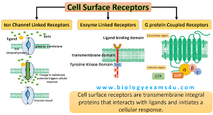 Types of cell surface receptors: ion channel, enzyme-linked, G protein-coupled