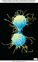 Electron micrograph of animal cell undergoing cytokinesis