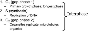 Diagram of the eukaryotic cell cycle with phases labeled