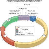 Cell cycle with interphase and mitosis
