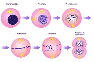 Summary diagram of mitosis phases
