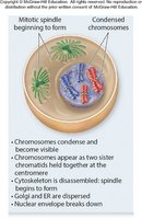Cellular organization during prophase