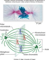Metaphase alignment of chromosomes