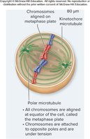 Cellular organization during metaphase