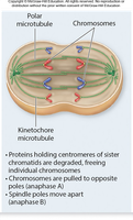 Anaphase with chromosomes moving to opposite poles